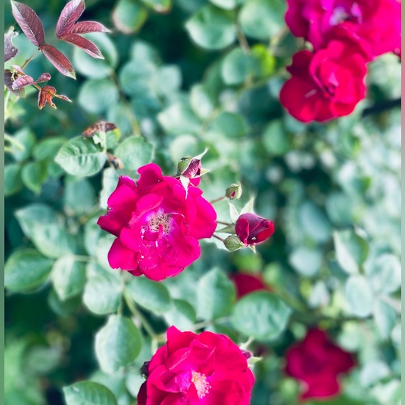 sugar scrubs gift pkg w essential oils, for mom, sis, daughter, etc, custom - Picture 15 of 16